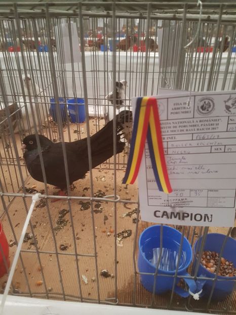  - Expoziția Națională Baicoi 29 noiembrie - 03 decembrie 2017