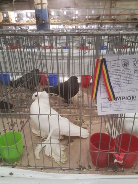  - Expoziția Națională Baicoi 29 noiembrie - 03 decembrie 2017