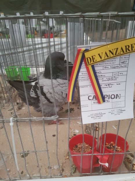  - Expoziția Națională Baicoi 29 noiembrie - 03 decembrie 2017