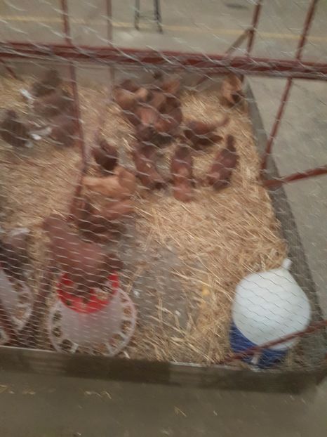  - Expoziția Națională Baicoi 29 noiembrie - 03 decembrie 2017