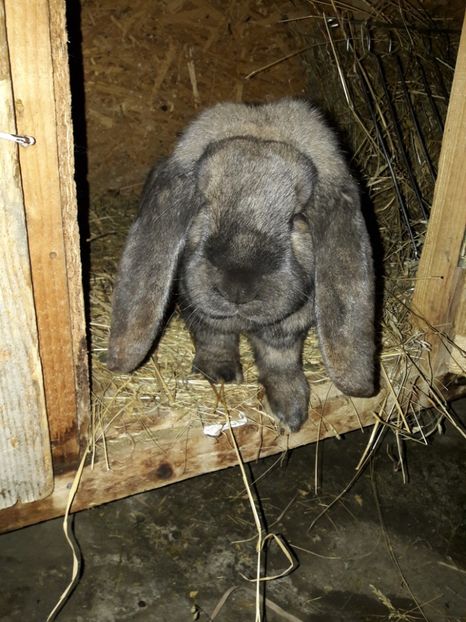 11 luni - 0_2 femela thuringer