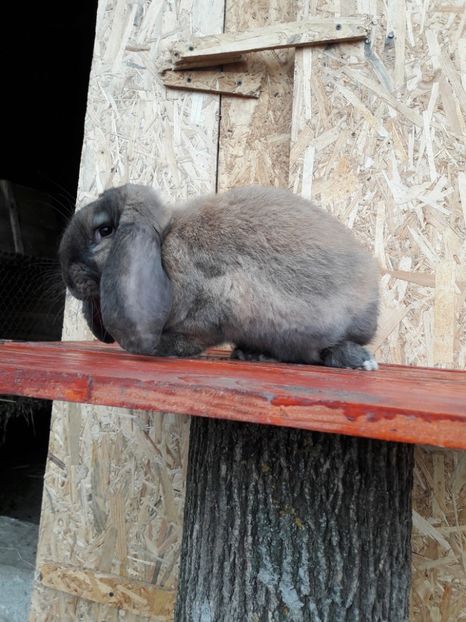  - 0_6 femela_thuringer