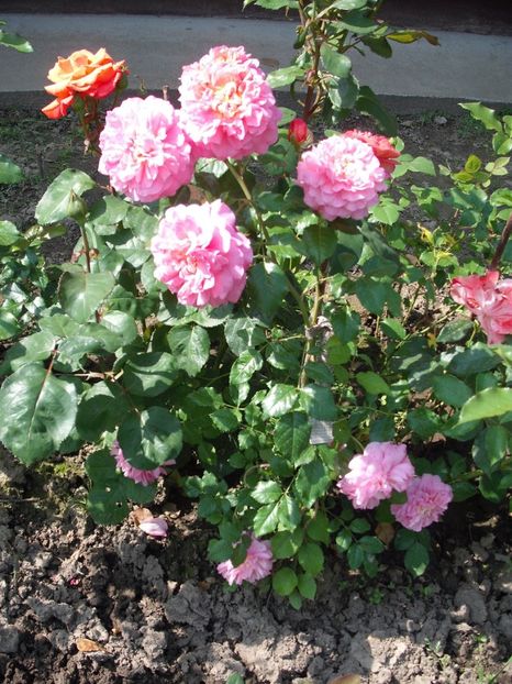  - Christopher Marlowe