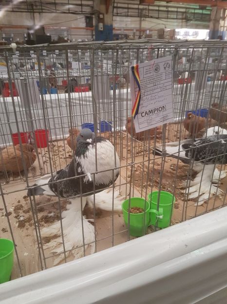  - Expoziția Națională Baicoi 29 noiembrie - 03 decembrie 2017