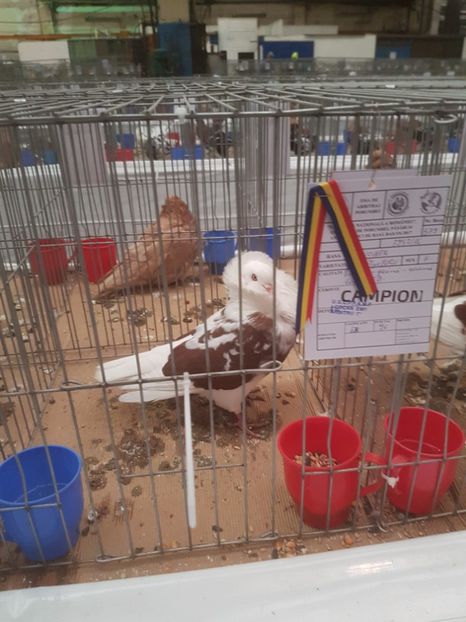  - Expoziția Națională Baicoi 29 noiembrie - 03 decembrie 2017