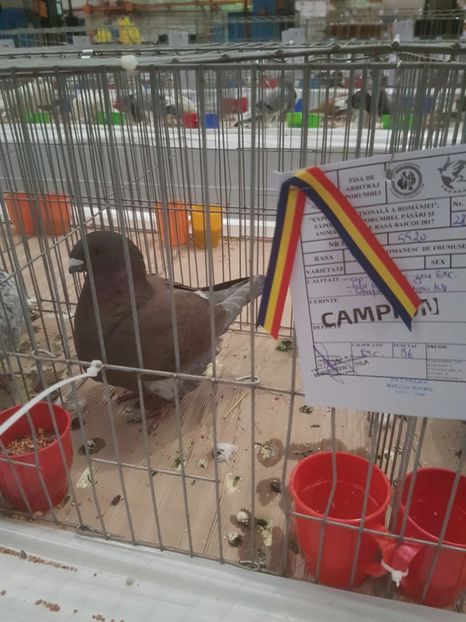  - Expoziția Națională Baicoi 29 noiembrie - 03 decembrie 2017