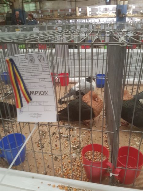  - Expoziția Națională Baicoi 29 noiembrie - 03 decembrie 2017