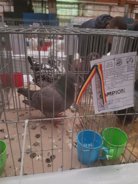  - Expoziția Națională Baicoi 29 noiembrie - 03 decembrie 2017