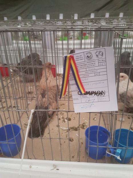  - Expoziția Națională Baicoi 29 noiembrie - 03 decembrie 2017