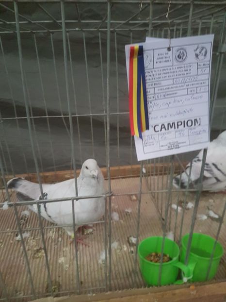  - Expoziția Națională Baicoi 29 noiembrie - 03 decembrie 2017