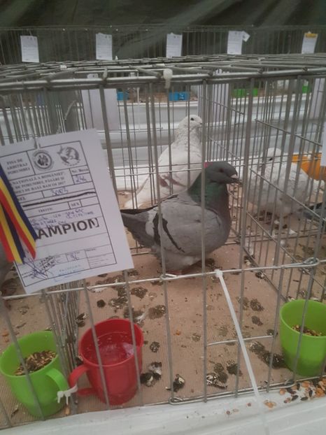  - Expoziția Națională Baicoi 29 noiembrie - 03 decembrie 2017