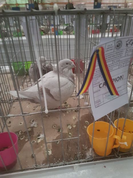  - Expoziția Națională Baicoi 29 noiembrie - 03 decembrie 2017