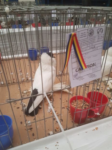  - Expoziția Națională Baicoi 29 noiembrie - 03 decembrie 2017