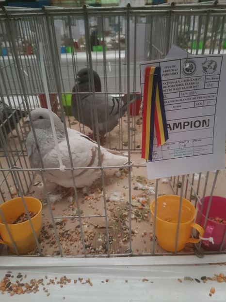  - Expoziția Națională Baicoi 29 noiembrie - 03 decembrie 2017