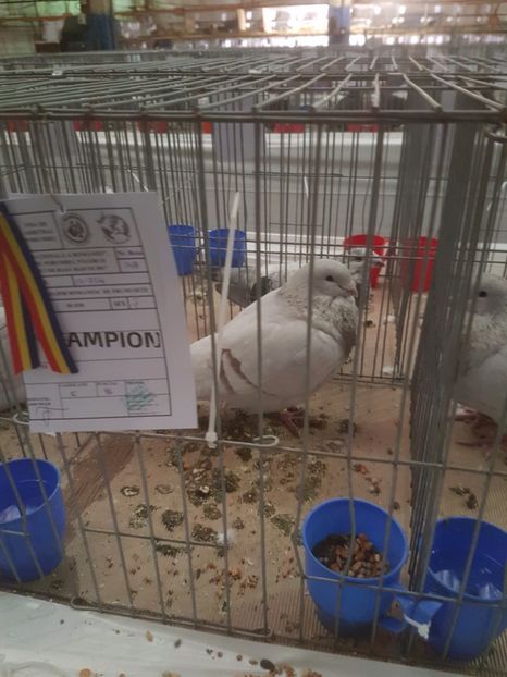  - Expoziția Națională Baicoi 29 noiembrie - 03 decembrie 2017