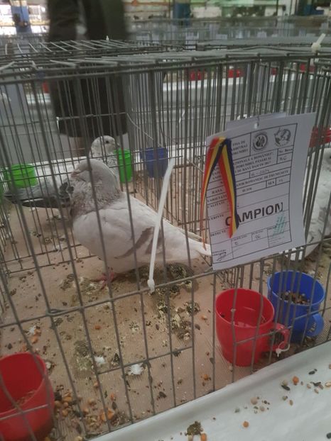  - Expoziția Națională Baicoi 29 noiembrie - 03 decembrie 2017