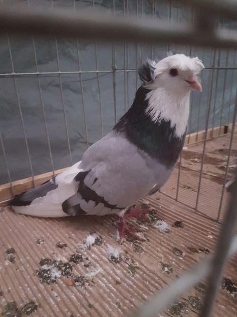  - Expoziția Națională Baicoi 29 noiembrie - 03 decembrie 2017