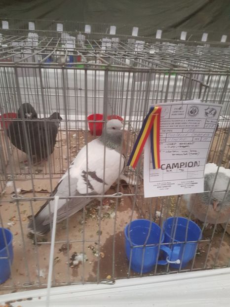  - Expoziția Națională Baicoi 29 noiembrie - 03 decembrie 2017