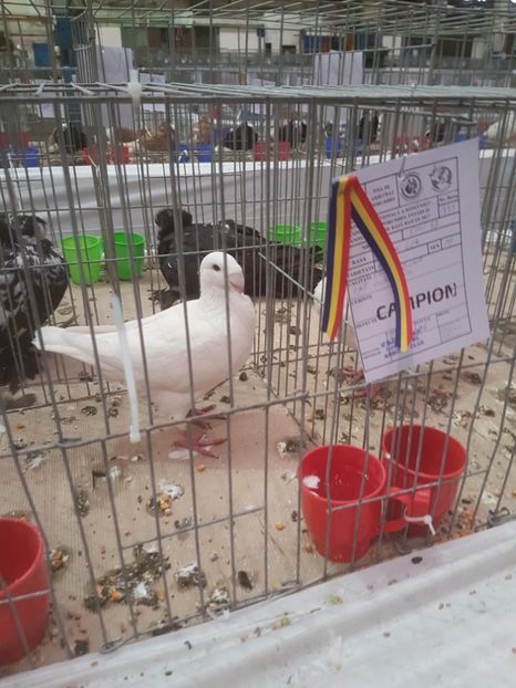  - Expoziția Națională Baicoi 29 noiembrie - 03 decembrie 2017