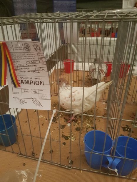  - Expoziția Națională Baicoi 29 noiembrie - 03 decembrie 2017