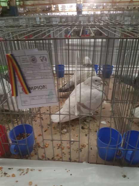  - Expoziția Națională Baicoi 29 noiembrie - 03 decembrie 2017