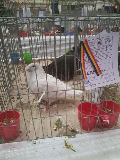  - Expoziția Națională Baicoi 29 noiembrie - 03 decembrie 2017