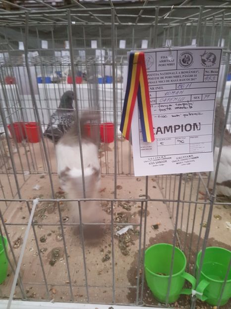  - Expoziția Națională Baicoi 29 noiembrie - 03 decembrie 2017