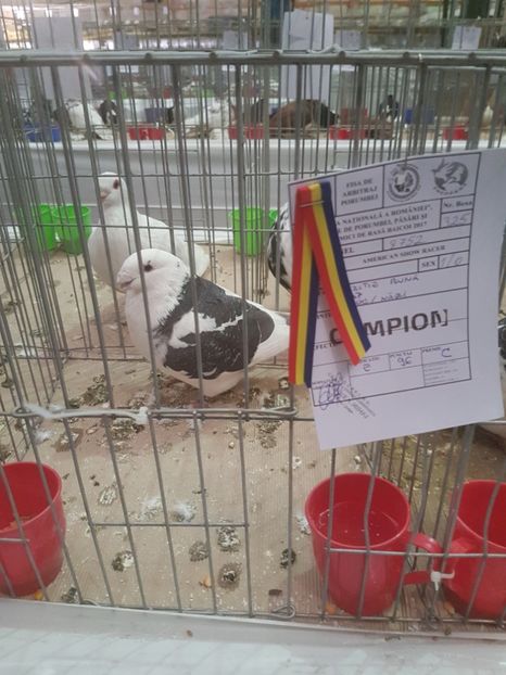  - Expoziția Națională Baicoi 29 noiembrie - 03 decembrie 2017