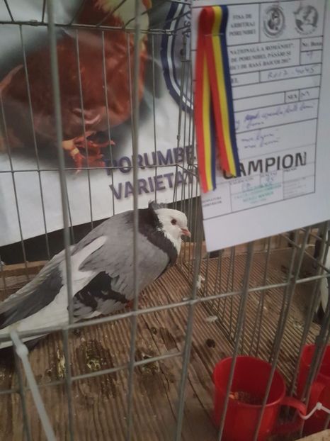  - Expoziția Națională Baicoi 29 noiembrie - 03 decembrie 2017