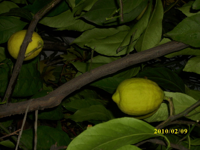 DSCI4353 - citrice