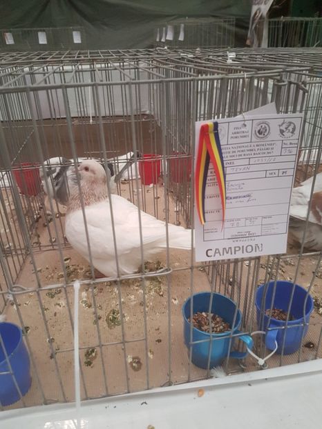  - Expoziția Națională Baicoi 29 noiembrie - 03 decembrie 2017