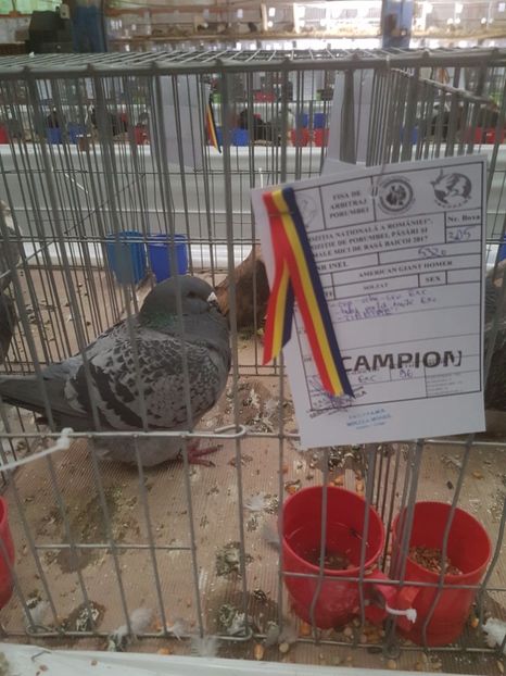  - Expoziția Națională Baicoi 29 noiembrie - 03 decembrie 2017