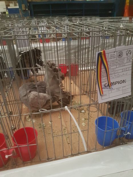  - Expoziția Națională Baicoi 29 noiembrie - 03 decembrie 2017