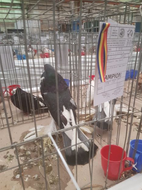  - Expoziția Națională Baicoi 29 noiembrie - 03 decembrie 2017