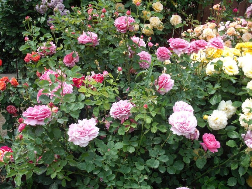  - Princess Alexandra of Kent