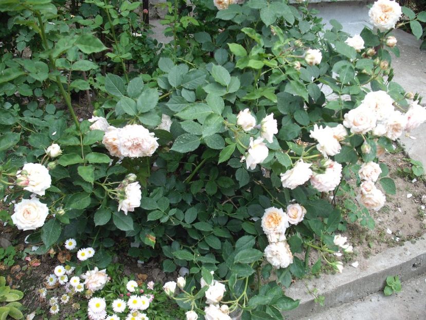  - Charles de Nervaux