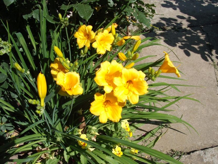 stella d'oro - Hemerocallisi