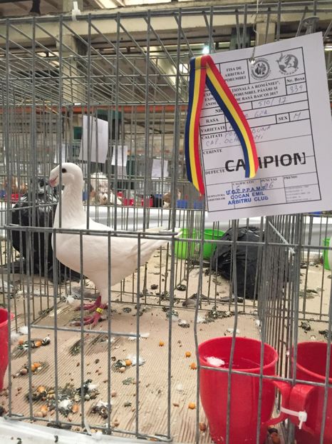 Campion National - Rezultate expo nationala a romaniei Baicoi 2017