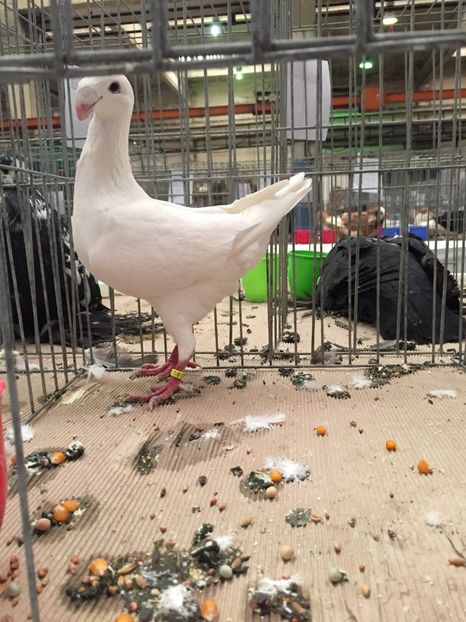 Aceiasi - Rezultate expo nationala a romaniei Baicoi 2017