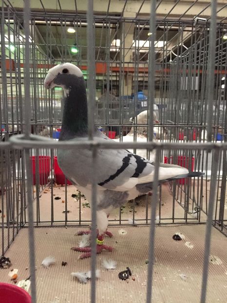 Acelasi - Rezultate expo nationala a romaniei Baicoi 2017