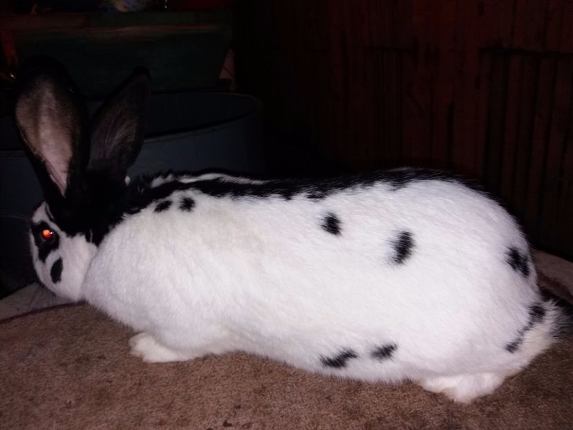 1-20171201_203834 - bak 05-mascul 05