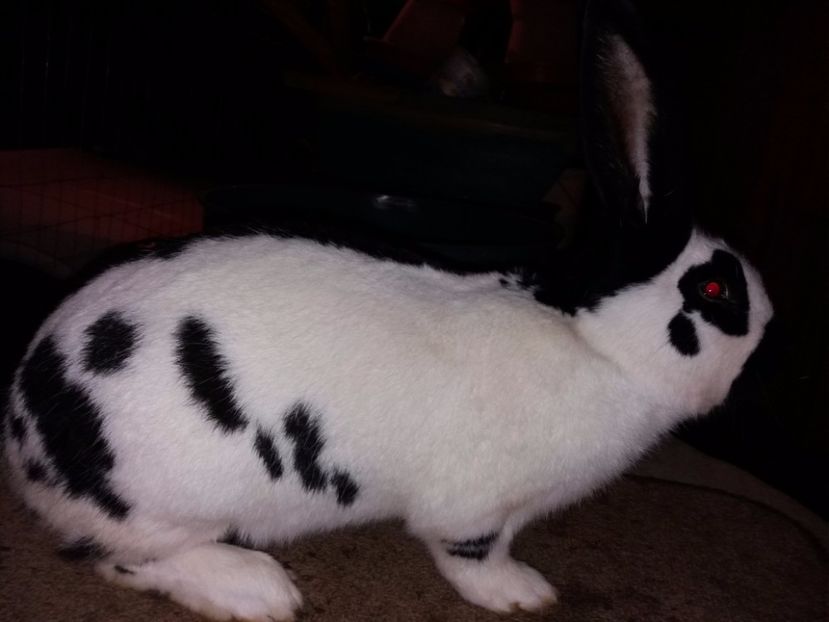 0-20171201_200124 - bak 11-mascul 11