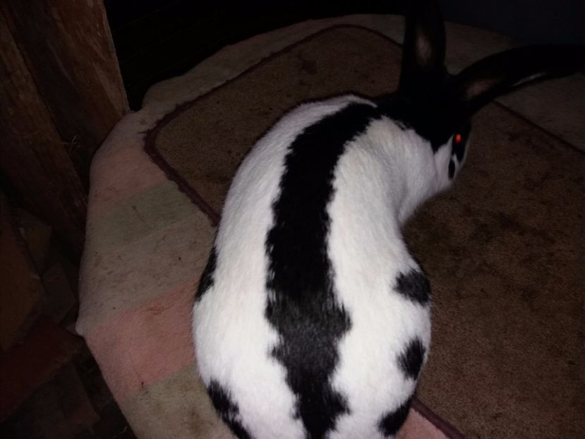 2-20171201_195830 - bak 11-mascul 11