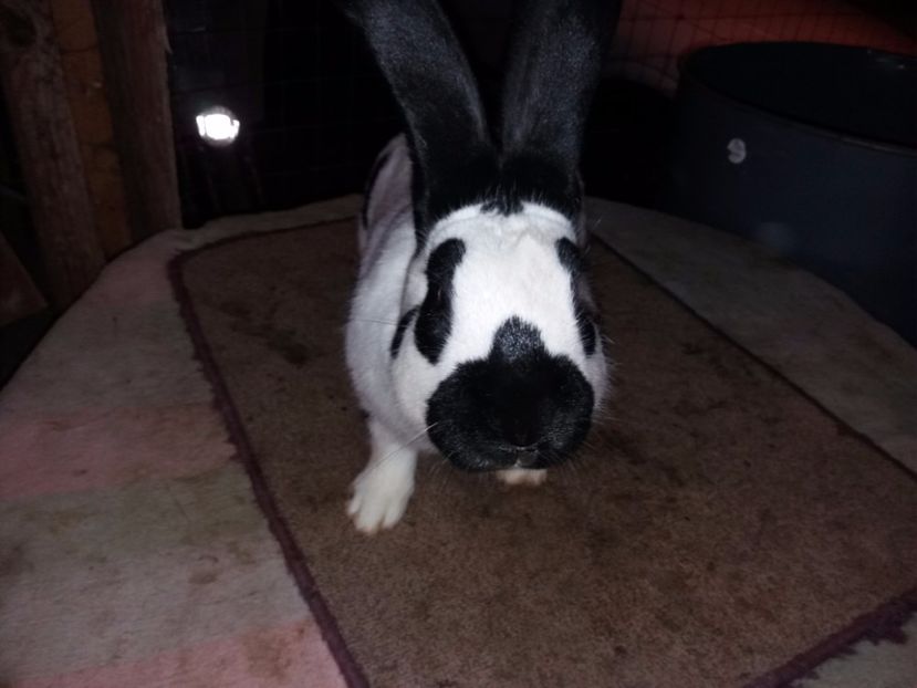 4-20171201_200143 - bak 11-mascul 11