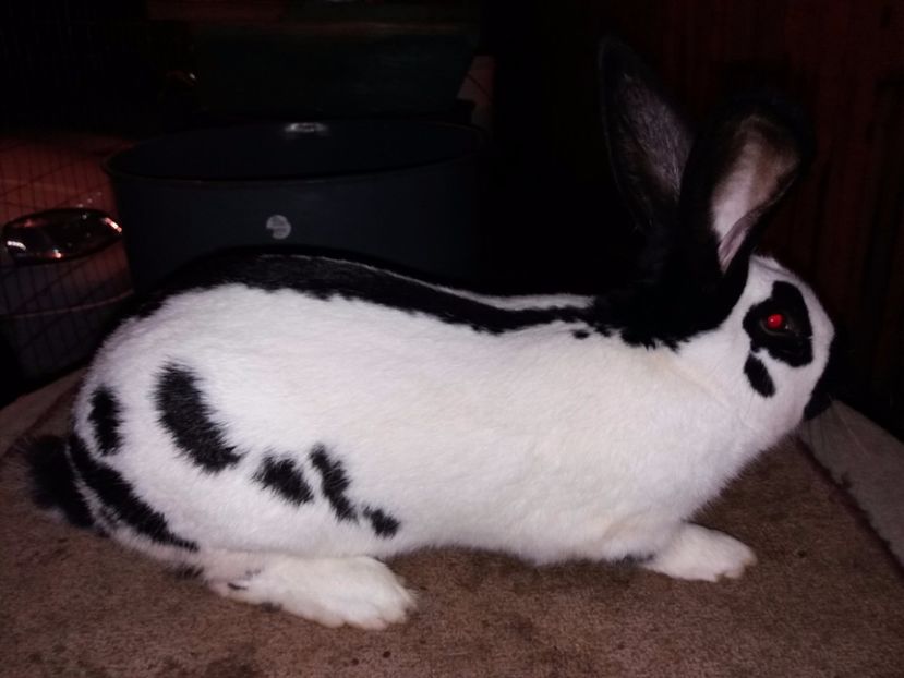 5-20171201_200215 - bak 11-mascul 11