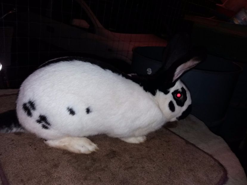 1-20171201_195352 - bak 10-mascul 10