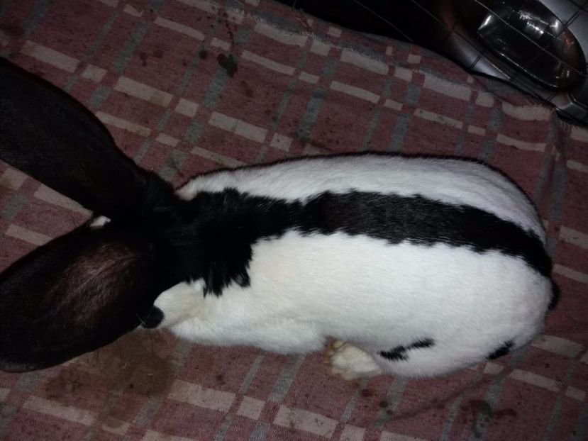 2-20171201_194634 - bak 10-mascul 10