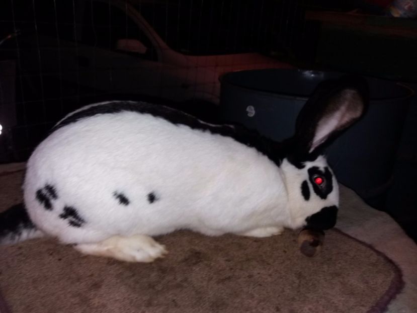 4-20171201_195411 - bak 10-mascul 10