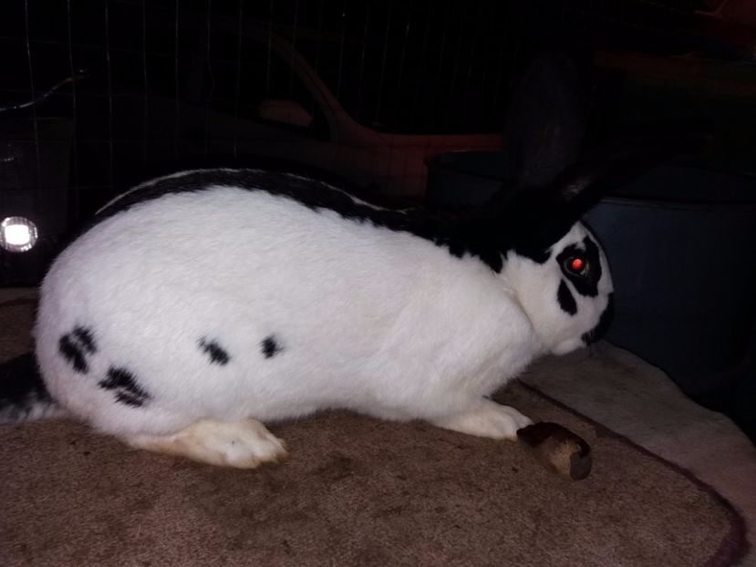 5-20171201_195423 - bak 10-mascul 10