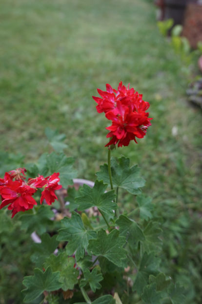  - Mușcate